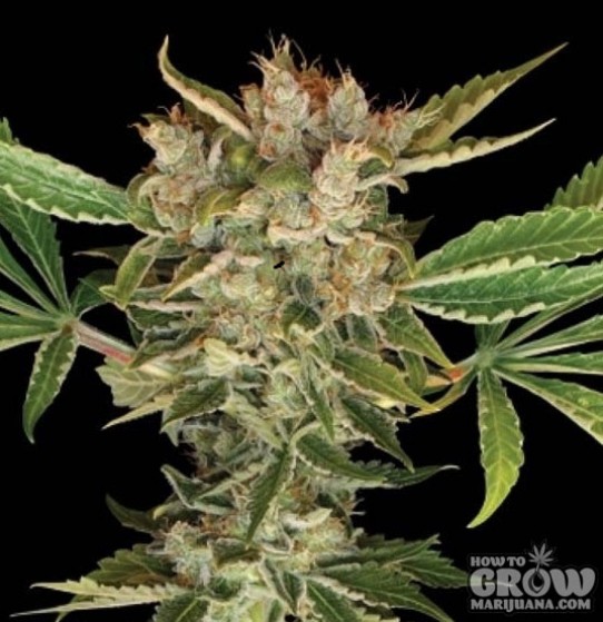 DNA Genetics – Martian Kush Feminized Seeds