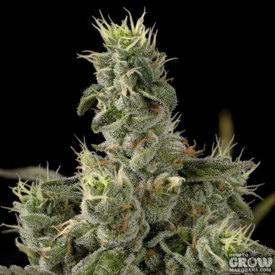 DNA Genetics – Nicole Kush Feminized Seeds