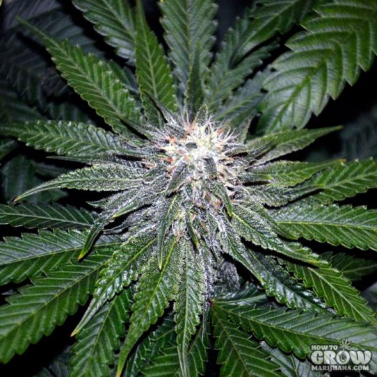 DNA Genetics – OG LA Affie Feminized Seeds