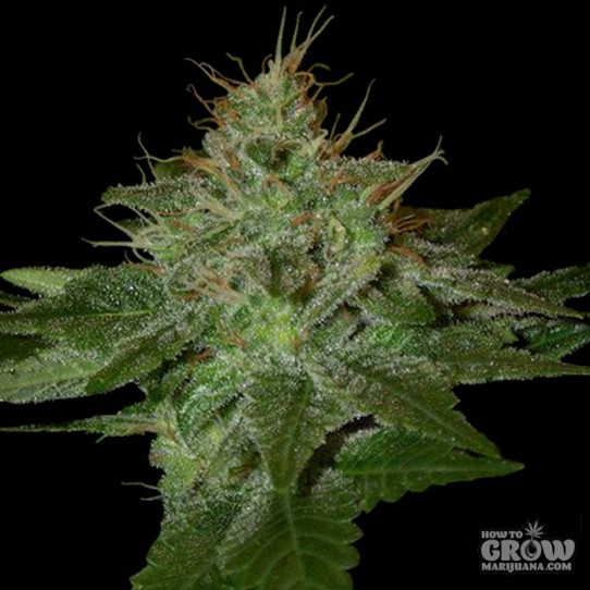 DNA Genetics – Pure Afghan Seeds