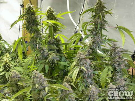 DNA Genetics – ReCon Feminized Seeds