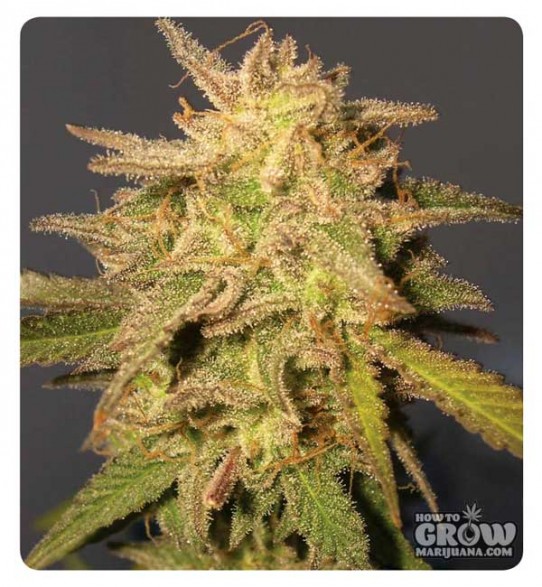 DNA Genetics – Recon Feminized Marijuana Seeds