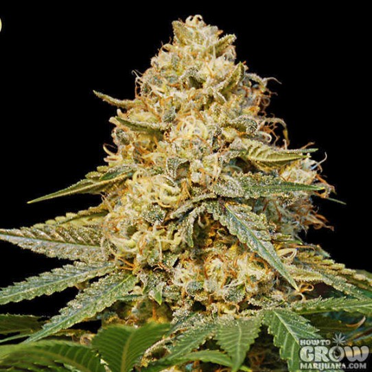 DNA Genetics – Silver LA Feminized Seeds