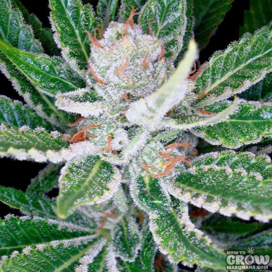 DNA Genetics – Sleestack Feminized Seeds