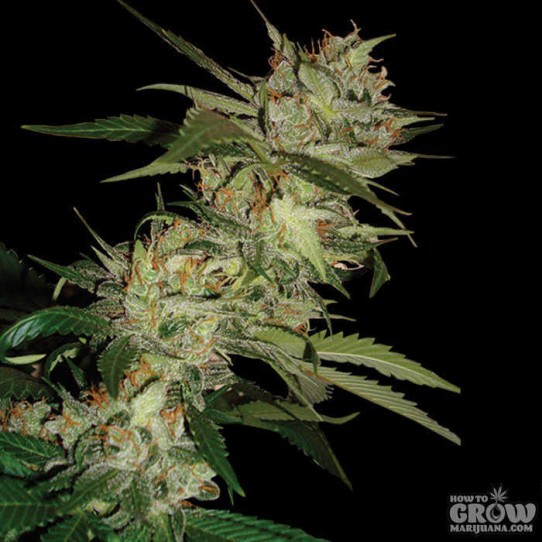 DNA Genetics – Sleestack X Skunk Seeds