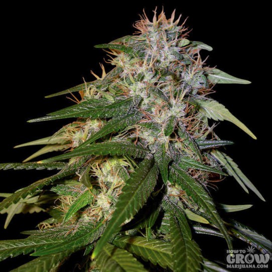 DNA Genetics – Sour Cream Seeds