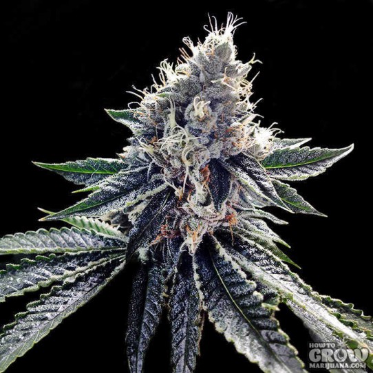 DNA Genetics – Sour Kosher Feminized Seeds