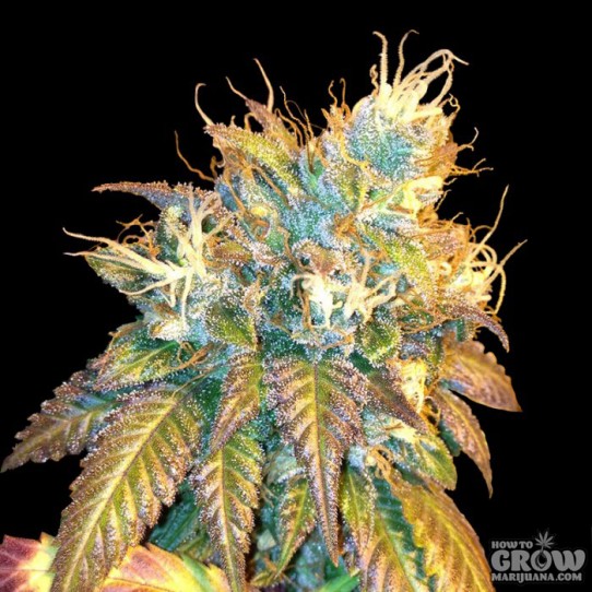 DNA Genetics – Sour Secret Feminized Seeds