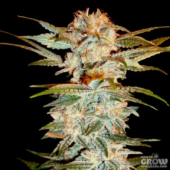 DNA Genetics – Stacked Kush Feminized Seeds