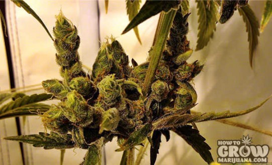 DNA Genetics – Tangie Feminized Seeds