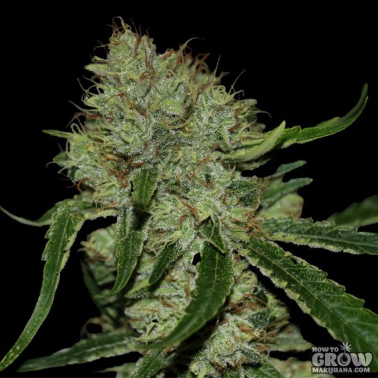 DNA Genetics – Tangilope Feminized Seeds