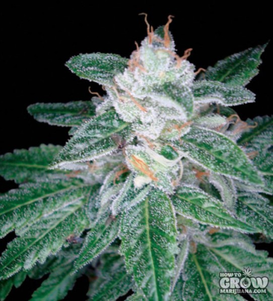 DNA Genetics – The OG #18 X Skunk Seeds