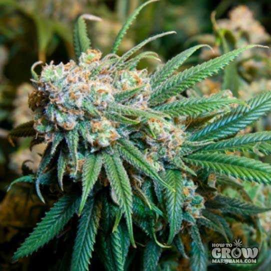 Royal Queen – Dance World Seeds