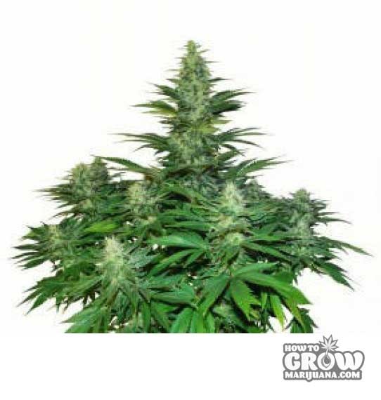 Dutch Passion – Dark Delight Feminized Seeds