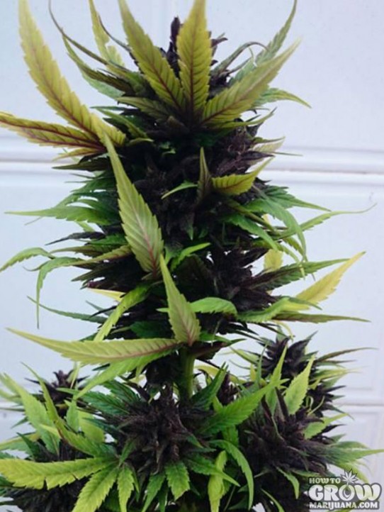 Delicious – Auto Dark Purple Feminized Seeds