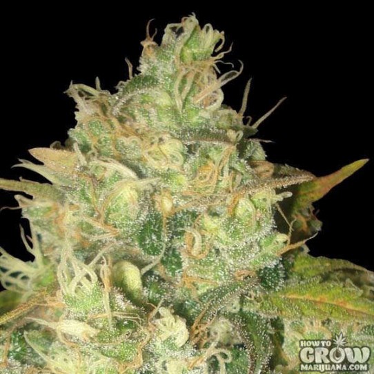 Delicious – Black Russian Feminized Seeds