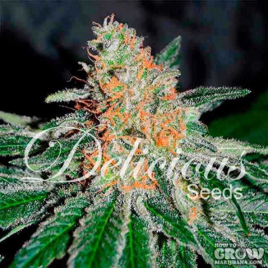 Delicious – CBD Jam Feminized Seeds