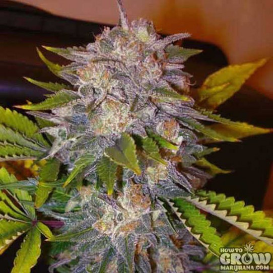 Delicious – Caramelo Feminized Seeds