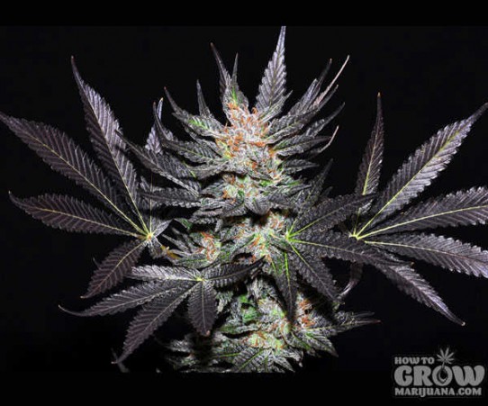 Delicious – Cheese Candy Feminized Seeds