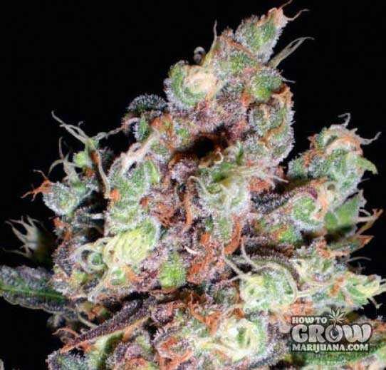 Delicious – Cotton Candy Feminized Seeds