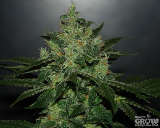 Delicious – Critical Jack Herer Autoflowering Feminized Seeds