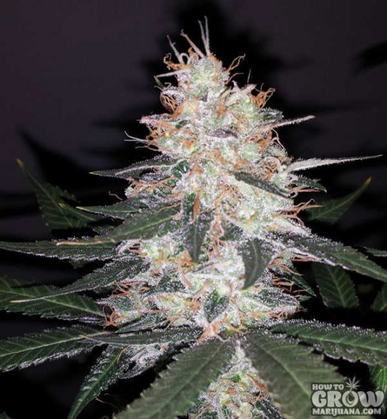 Delicious – Critical Kali Mist Feminized Seeds