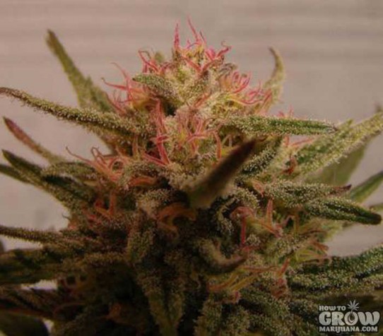 Delicious – Critical Neville Haze 2.0 Feminized Seeds