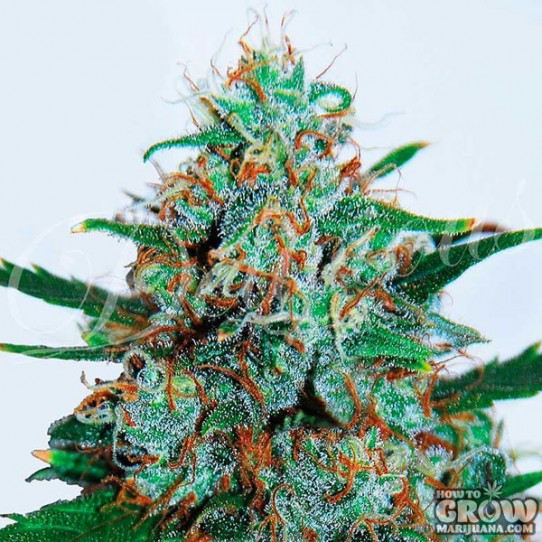 Delicious – Critical Neville Haze Auto Feminized Seeds