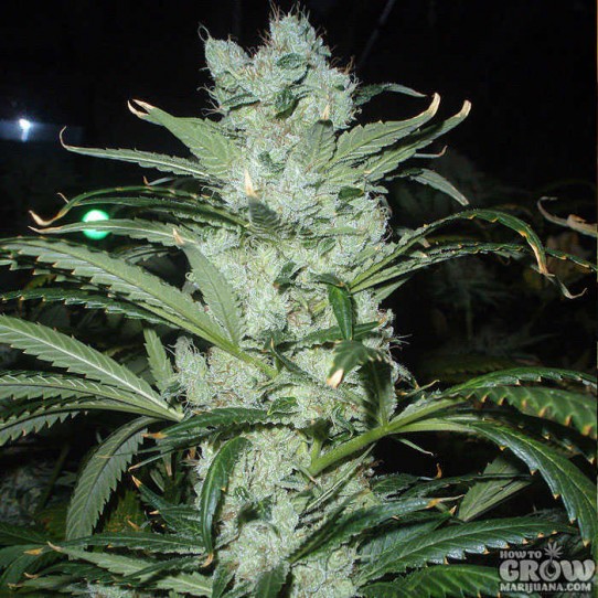 Delicious – Critical Neville Haze Feminized Seeds