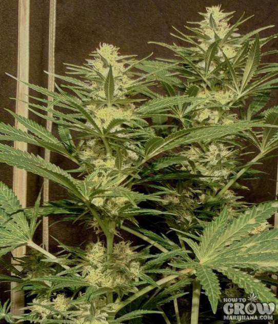 Delicious – Critical Sensi Star Feminized Seeds