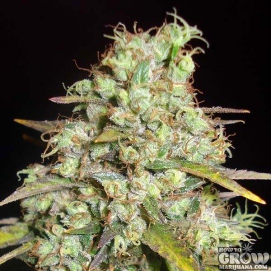 Delicious – Critical Super Silver Haze Feminized Seeds