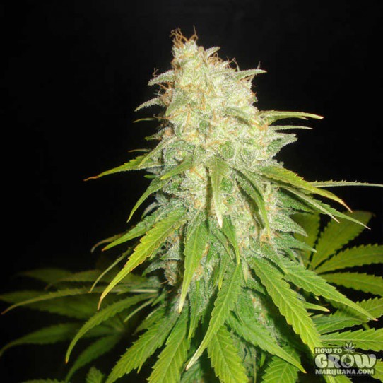 Delicious – Critical Yumbolt Feminized Seeds