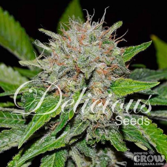 Delicious – Deep Mandarine Feminized Seeds