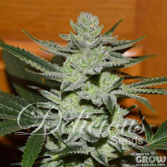 Delicious – Desconocida Kush Feminized Seeds