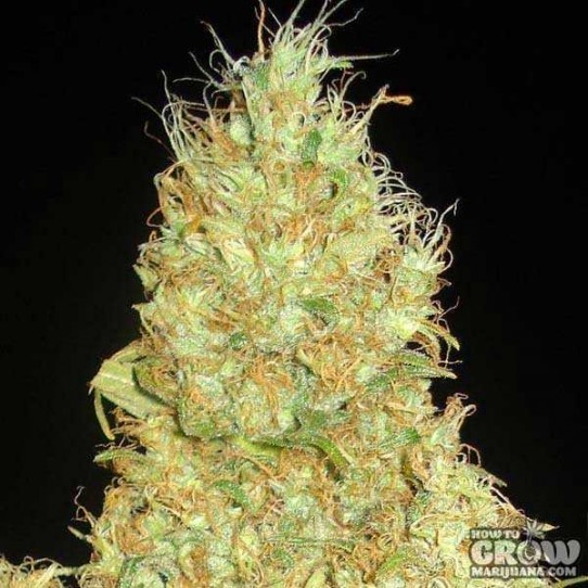 Delicious – Fruity Chronic Juice Feminized Seeds