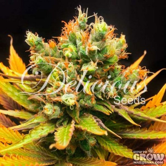 Delicious – Honeybells Feminized Seeds