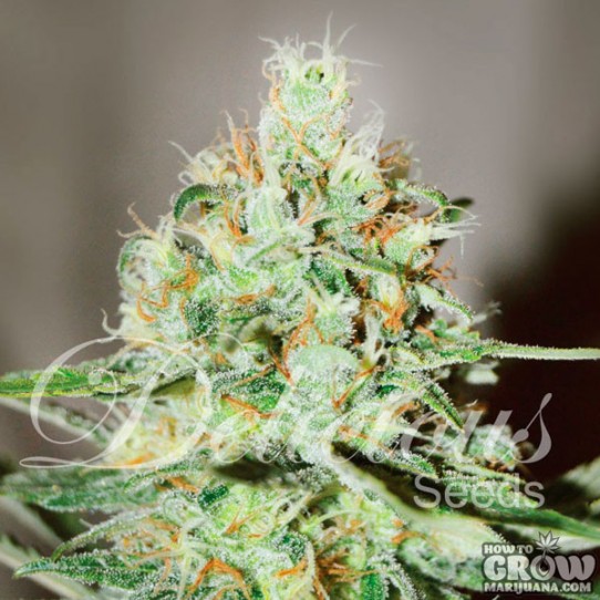 Delicious – Jägg Kush Feminized Seeds