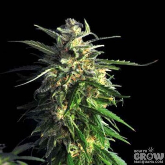 Delicious – La Bella Afrodita Autoflowering Feminized Seeds