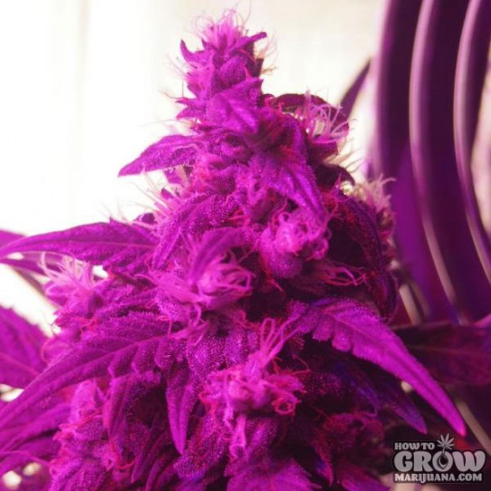 Delicious – Northern Light Blue Auto Feminized Seeds
