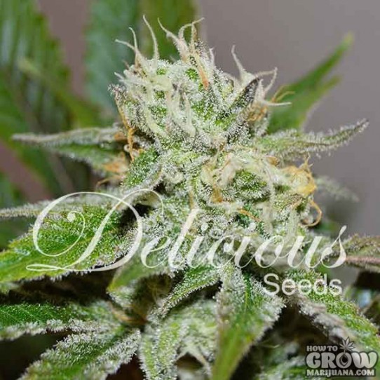 Delicious – Original Juan Herer Feminized Seeds