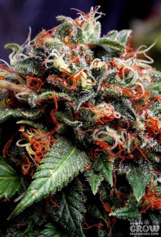 Delta 9 Labs – Simpson Kush Seeds