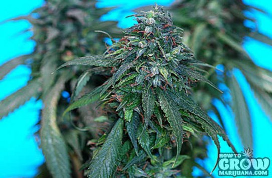 Delta 9 Labs – The Merkabah Seeds