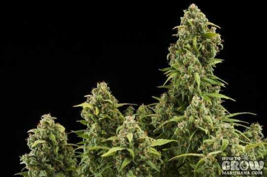 Royal Queen – Diesel Automatic Seeds