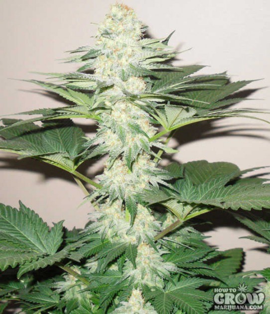 Dinafem – Blue Widow Feminized Seeds