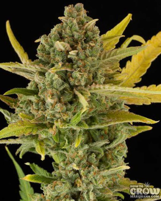 Dinafem – Critical Cheese Auto Autoflowering Feminized Seeds