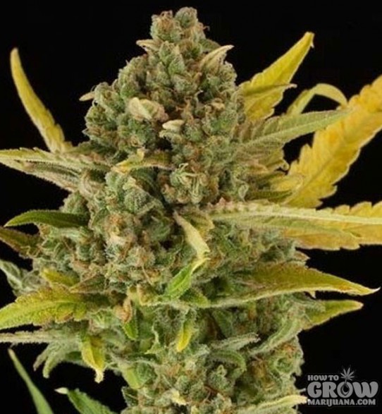 Dinafem – Critical Cheese Autoflowering Feminized Seeds