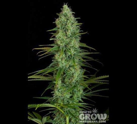 Dinafem – Critical Jack Feminized  Seeds