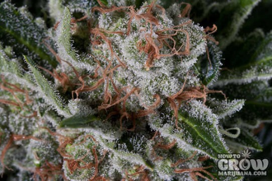 Dinafem – Moby Dick Feminized Seeds