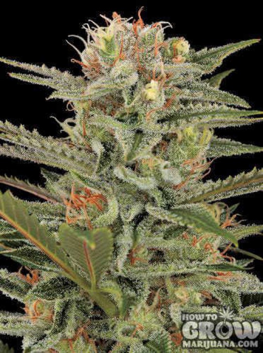 Dinafem – Original Amnesia Feminized Seeds