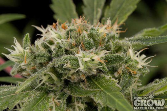 Dinafem – Strawberry Amnesia Feminized Seeds